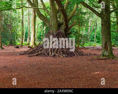 In einem Waldlichtung aropund ist der Stamm eines Beechbaums aus umgestürzten Baumzweigen eine große den gebaut worden Stockfoto