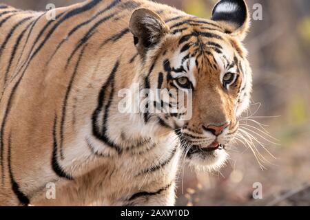 Tiger Baras, Panthera tigris, Pench-Nationalpark, Madhya Pradesh, Indien Stockfoto