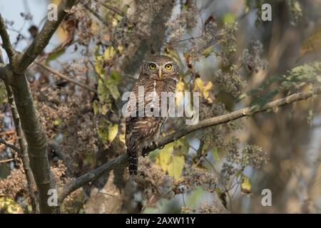 Asian Barred OWlet, Glaucidium cuculoides, Maguri Beel, südöstlich des Dibru Saikhowa National Park, Tinsukia District, Upper Assam, Indien Stockfoto