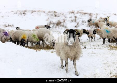 Upper Teesdale, County Durham, Großbritannien. Februar 2020. Wetter in Großbritannien. Nach einem Morgen mit schweren Schneeschafen essen sie ihr Heu, während der Schnee um sie herum fällt Credit: David Forster/Alamy Live News Stockfoto