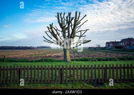 Zurückgeschnittener Baum Stockfoto