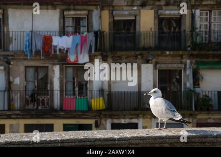 Möwe landete vor dem alten Haus in Porto an der Wand Stockfoto