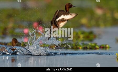 Ferruginöse Ente oder ferruginöser Pochard, Aythya nyroca Maguri Beel, Tinsukia District of Upper Assam, Indien Stockfoto