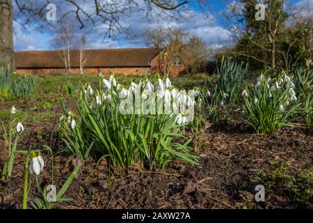 Ein Trumpf der Schneefälle (galanthus) in der Blume im Kirchhof der Wisley Church, Parish of Wisley mit Pyrford, Surrey, an einem sonnigen Wintertag Stockfoto