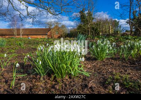 Ein Trumpf der Schneefälle (galanthus) in der Blume im Kirchhof der Wisley Church, Parish of Wisley mit Pyrford, Surrey, an einem sonnigen Wintertag Stockfoto