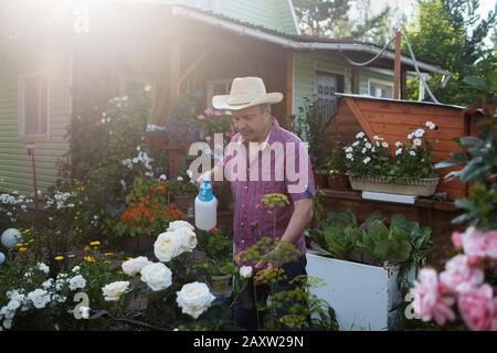 Der Senior sprüht am Sommertag Rosen und andere Blumen in einem Garten. Stockfoto