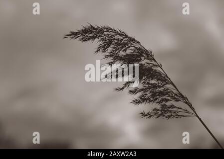 Schilfsamen an einem trüben dunklen Tag, Kattailsamen, schönes Bokeh, Wolken im Hintergrund, Phragmites australis, Schwarz-Weiß-Foto Stockfoto