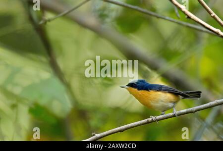 Pygmy Blue-flycatcher. Muscicapella hodgsoni, Dehing Dehing Patkai Wildlife Sanctuary, Assam, Indien Stockfoto