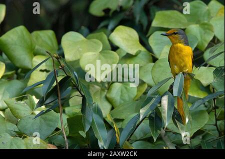 Scarlet Minivet, Pericrocotus speciosus, Female Dehing Dehing Patkai Wildlife Sanctuary, Assam, Indien Stockfoto