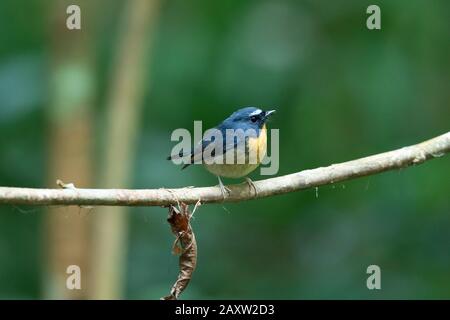 Verschneite Flycatcher, Ficedula hyperythra, Male Dehing Dehing Patkai Wildlife Sanctuary, Assam, Indien Stockfoto