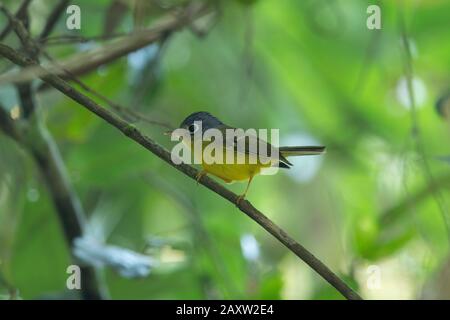 White-spectacled Warbler, Phylloscopus intermedius, Dehing Dehing Patkai Wildlife Sanctuary, Assam, Indien Stockfoto