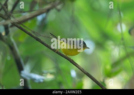 White-spectacled Warbler, Phylloscopus intermedius, Dehing Dehing Patkai Wildlife Sanctuary, Assam, Indien Stockfoto