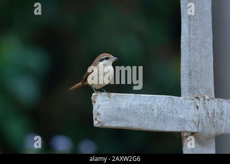 Brown Shrike, Lanius Cristatus, Dehing Dehing Patkai Wildlife Sanctuary, Assam, Indien Stockfoto