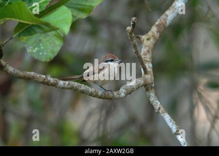 Brown Shrike, Lanius Cristatus, Dehing Dehing Patkai Wildlife Sanctuary, Assam, Indien Stockfoto