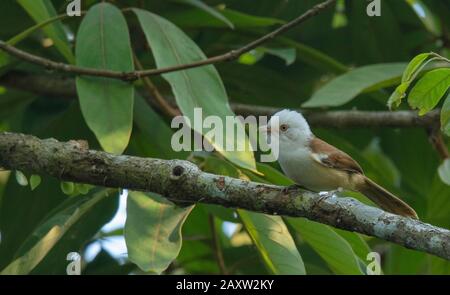 Weißhobbbler, Gampsorhynchus rufulus, Dehing Dehing Patkai Wildlife Sanctuary, Assam, Indien Stockfoto