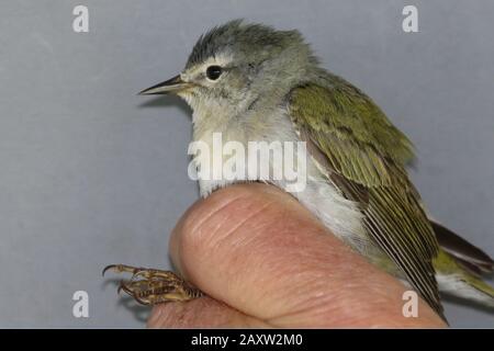 Bändervögel bei Marsh Stockfoto