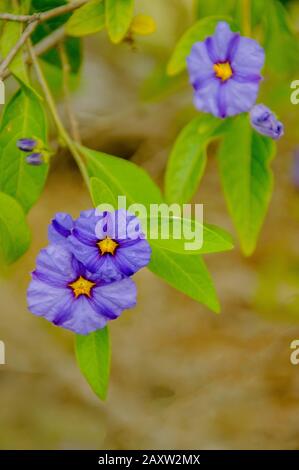 Gentian solanacea; oder Kartoffelbaum. Ein großer ausdauernder und ausladender Strauch, der eine Höhe von 2,5-3 m erreichen kann. Stockfoto