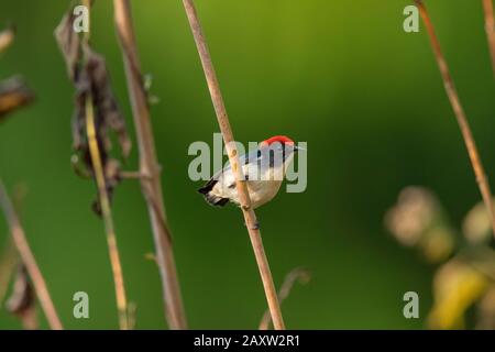 Mit Scharlachrot bedeckter Blumenpfecker, Dicaeum Cruentatum, Dehing Dehing Patkai Wildlife Sanctuary, Assam, Indien Stockfoto