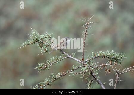 Hume's Whitethoat, Sylvia Althaea, Ladakh, Jammu und Kashmir, Indien Stockfoto