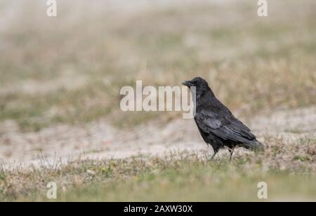 Gemeinsamer Rabe, Corvus corax auch bekannt als der nördliche Rabe, Ladakh, Jammu und Kashmir, Indien Stockfoto