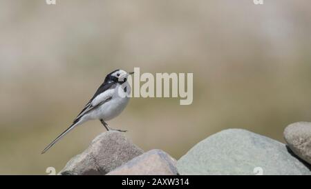 White Wagtail, Motacilla alba, Ladakh, Jammu und Kashmir, Indien Stockfoto