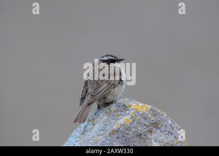 Brown Accentor, Prunella fulvescens, Ladakh, Jammu und Kashmir, Indien Stockfoto