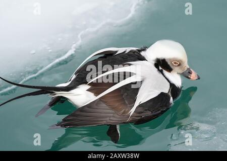 Lange Hat Drake im eisigen Wasser am Ontario Lake Geschlickt Stockfoto