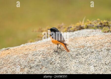 Schwarzer Redstart, Phönikurus ochruros, Ladakh, Jammu und Kashmir, Indien Stockfoto