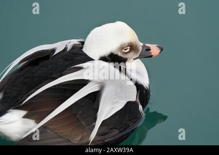 Lange Hat Drake im eisigen Wasser am Ontario Lake Geschlickt Stockfoto