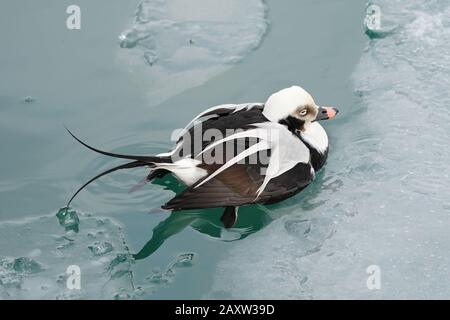 Lange Hat Drake im eisigen Wasser am Ontario Lake Geschlickt Stockfoto