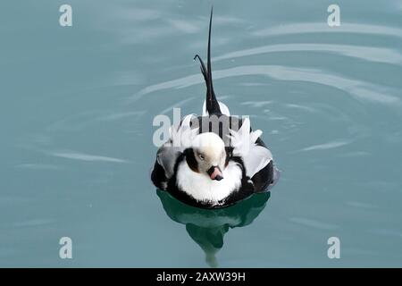 Lange Hat Drake im eisigen Wasser am Ontario Lake Geschlickt Stockfoto