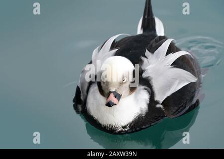 Lange Hat Drake im eisigen Wasser am Ontario Lake Geschlickt Stockfoto