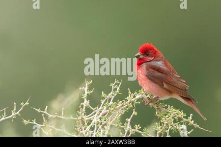 Gemeine Rosefinchen-Männlich, Carpodacus Erythrinus, Ladakh, Jammu und Kashmir, Indien Stockfoto