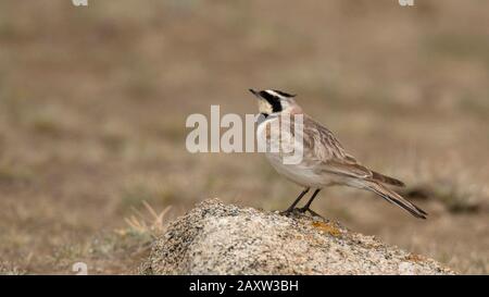 Horned Lark, Eremophila alpestris, Ladakh, Jammu und Kashmir, Indien Stockfoto