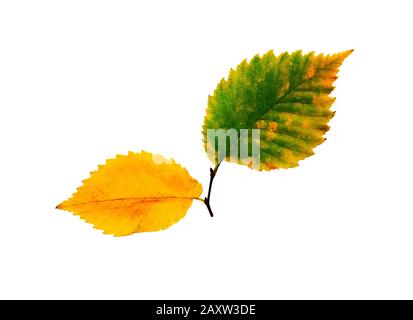 Blatt isoliert. Herbstblätter gesetzt, isoliert auf weißem Grund. Blatt mit Aquarellstruktur. Stockfoto