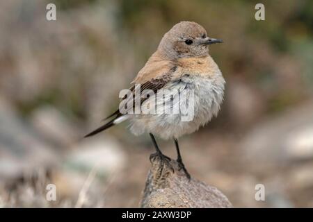 Desert Wheatear Female, Oenanthe deserti, Ladakh, Jammu und Kashmir, Indien Stockfoto