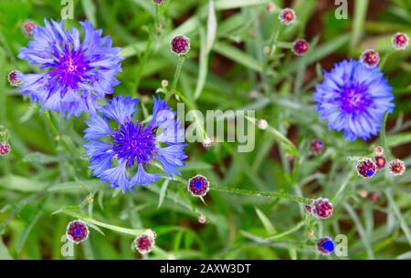 Blaue Blumen von Kornblumen auf dem Feld. Blaue Kornblumen auf grünem Grund. Verschwommener Naturhintergrund mit Bokeh. Stockfoto