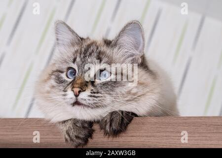 Flauschige Katze liegt auf einem Holztisch. Portrait einer schönen Katzenkasche im Nahbereich Stockfoto