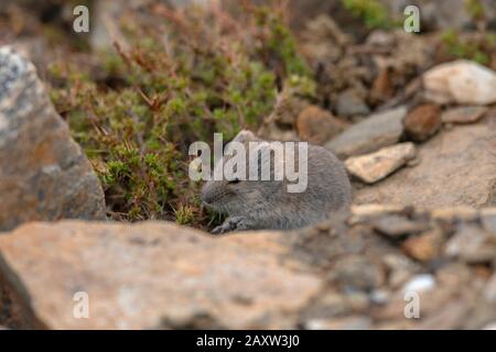 Silberbergvole, Alticola argentatus, Ladakh, Jammu und Kashmir, Indien Stockfoto