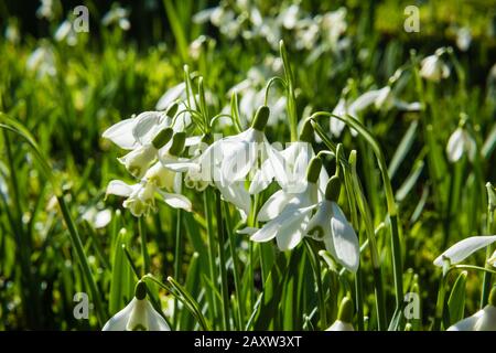 Schneefälle im Sonnenlicht, wachsen in einem Landgarten. Stockfoto