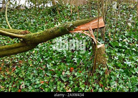 Sturmschäden nach dem Hurrikan "Sabine" in Deutschland im Februar 2020 mit einem zerbrochenen umgestürzten Baum Stockfoto