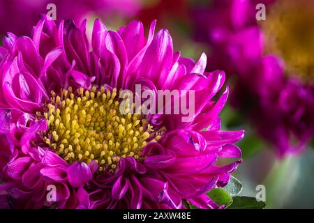Nahaufnahme eines schönen violetten und gelben Chyrsanthemums Stockfoto