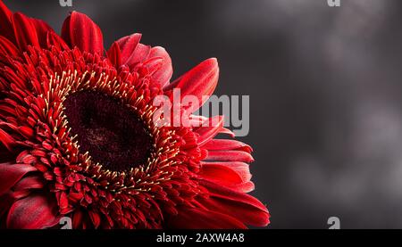 Nahaufnahme einer schönen roten Gerbera auf dunklem Hintergrund mit Kopierbereich Stockfoto