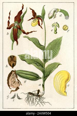 Damen-Pantoffel Cypripedium calceolus, (Botanik-Buch, 1905) Stockfoto