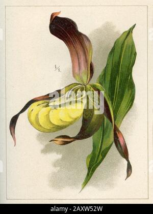 Damen-Pantoffel Cypripedium calceolus, (Gartenbuch, 1896) Stockfoto