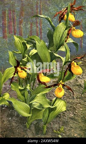 Damen-Pantoffel Cypripedium calceolus, (, ) Stockfoto