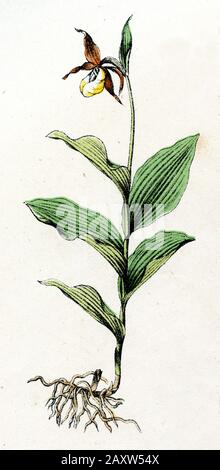 Damen-Pantoffel Cypripedium calceolus, (Botanik-Buch, ) Stockfoto