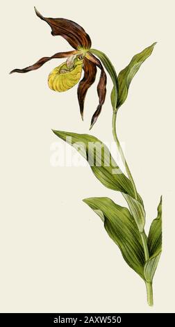Damen-Pantoffel Cypripedium calceolus, (Botanik-Buch, 1925) Stockfoto