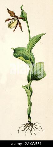Damen-Pantoffel Cypripedium calceolus, (Botanik-Buch, 1886) Stockfoto