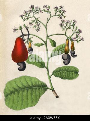 Cashew Anacardium occidentale, (Botanikbuch, 1879) Stockfoto